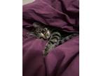 Criquette, Domestic Shorthair For Adoption In Montreal, Quebec