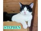 Stephen, Domestic Shorthair For Adoption In Roseburg, Oregon