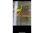 Lemon And Kiwi, Parakeet - Other For Adoption In Edinburg, Pennsylvania