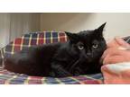 Terry, Domestic Shorthair For Adoption In Everett, Ontario