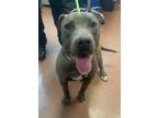 Adopt Hansel a American Pit Bull Terrier / Mixed dog in Oakland, CA (41534310)