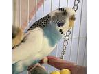 Adopt Zelda -- Bonded Buddy With Sprite a Parakeet - Other bird in Des Moines
