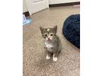 Callie, Domestic Shorthair For Adoption In Nicholasville, Kentucky