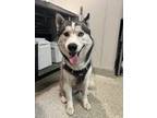 Adopt Brutus a Alaskan Malamute / Mixed dog in Pomona, CA (41534289)