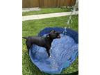 Adopt Trowa a Black - with White Staffordshire Bull Terrier / Mixed dog in