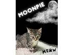 Moonpie, Domestic Shorthair For Adoption In Nicholasville, Kentucky