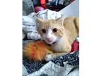 Adopt Elli a Orange or Red Tabby Domestic Shorthair / Mixed (short coat) cat in