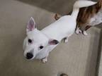 Adopt Maggie #15397 a White - with Black Corgi / Mixed dog in Monroe