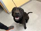 Adopt MARBLES a Black Pit Bull Terrier / Mixed dog in Tustin, CA (41533162)