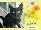 Adopt FLOWER a All Black Domestic Mediumhair / Mixed (medium coat) cat in