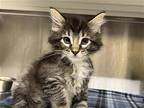 Adopt SHANE a Domestic Mediumhair / Mixed (medium coat) cat in Tustin
