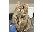 Adopt Baby a Domestic Longhair / Mixed cat in Sheboygan, WI (41534311)
