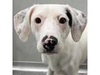 Shorty, Terrier (unknown Type, Medium) For Adoption In Des Moines, Iowa