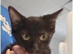 Adopt Finnegan a Domestic Shorthair / Mixed (short coat) cat in Houston