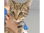 Adopt Finley a Domestic Shorthair / Mixed (medium coat) cat in Houston