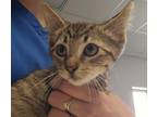 Adopt Frank a Domestic Shorthair / Mixed (short coat) cat in Houston