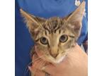 Adopt Fredrick a Domestic Shorthair / Mixed (short coat) cat in Houston
