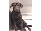 Adopt Bear a Labrador Retriever / Mixed dog in Houston, TX (41534182)