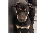 Adopt Tj a Labrador Retriever / Mixed dog in Houston, TX (41534178)