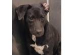 Adopt Pinky a Labrador Retriever / Mixed dog in Houston, TX (41534176)