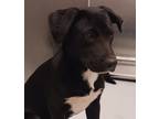 Adopt Rollie a Labrador Retriever / Mixed dog in Houston, TX (41534175)
