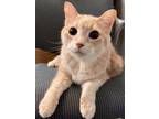 Adopt Skylar a Domestic Shorthair / Mixed cat in Topeka, KS (41534156)