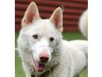 Adopt Luna a Siberian Husky / Mixed dog in Silverdale, WA (41534265)