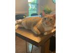 Adopt Maddox a Orange or Red Tabby Domestic Shorthair / Mixed (short coat) cat