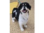 Adopt JUNO a Black Shih Tzu / Mixed dog in Springfield, MA (41534256)