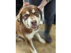 Adopt Caesar a Brown/Chocolate - with White Alaskan Malamute / Mixed dog in