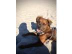 Adopt Boone a Red/Golden/Orange/Chestnut Mutt / Mixed dog in San Diego