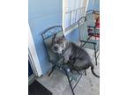 Adopt Major a Gray/Blue/Silver/Salt & Pepper American Pit Bull Terrier / Mixed