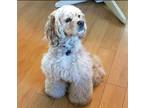 Adopt Cooper a Tan/Yellow/Fawn Cocker Spaniel / Mixed dog in Ontario