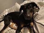 Adopt Ion a Black - with Tan, Yellow or Fawn Treeing Walker Coonhound / German