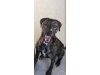 Adopt Fred a Brindle Plott Hound / Boxer / Mixed dog in Cazadero, CA (41533820)