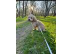 Adopt Charlie a Tan/Yellow/Fawn - with White Poodle (Miniature) / Poodle (Toy or