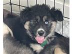 Adopt Cedar a Tricolor (Tan/Brown & Black & White) Husky / Mixed dog in Bothell