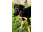 Adopt Butch a Shepherd (Unknown Type) / Mixed Breed (Medium) / Mixed dog in