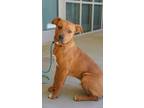 Adopt Whitney a Brown/Chocolate Mastiff / Terrier (Unknown Type