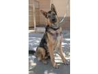 Adopt Toby a Black German Shepherd Dog dog in Apple Valley, CA (41533014)