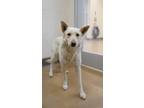 Adopt Sunny a White Shepherd (Unknown Type) / Terrier (Unknown Type