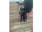 Adopt Storm a Black - with White Shar Pei / Mixed dog in Fuquay Varina