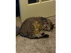 Adopt Zeke a Brown Tabby American Shorthair / Mixed (short coat) cat in Cumming