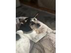 Adopt Milo a Tricolor (Tan/Brown & Black & White) Rat Terrier / Mixed dog in