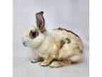Adopt Eclipse a White American / American / Mixed (short coat) rabbit in Largo