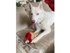 Adopt Noki a White Husky / Mixed dog in Harrisburg, VA (41533918)