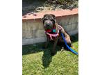 Adopt Pepper a Brown/Chocolate Shar Pei / Mixed dog in Lake Forest