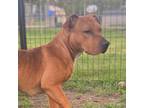Adopt JELLYBEAN a Red/Golden/Orange/Chestnut - with White American Pit Bull