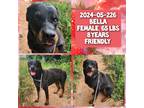 Adopt 2024-05-226 *Bella* a Rottweiler / Mixed dog in Winder, GA (41533833)