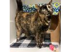 Adopt May May a Domestic Shorthair / Mixed (short coat) cat in Neosho